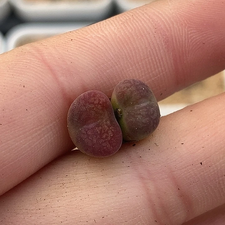 1129-100-漂亮绒脸杂交。