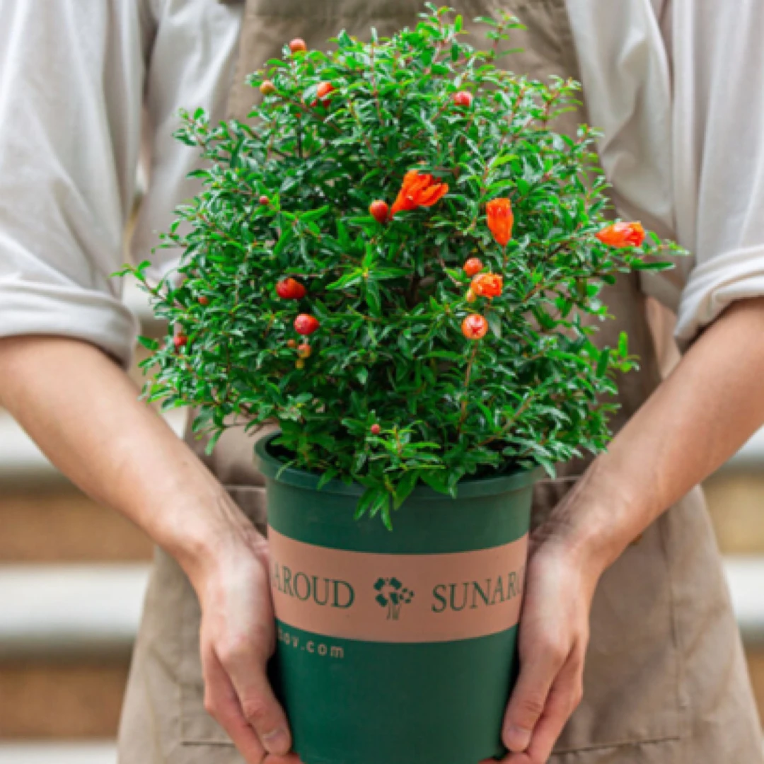 君魄【一物一拍】石榴花盆栽果树苗观赏室内阳台四季开花绿植盆景花