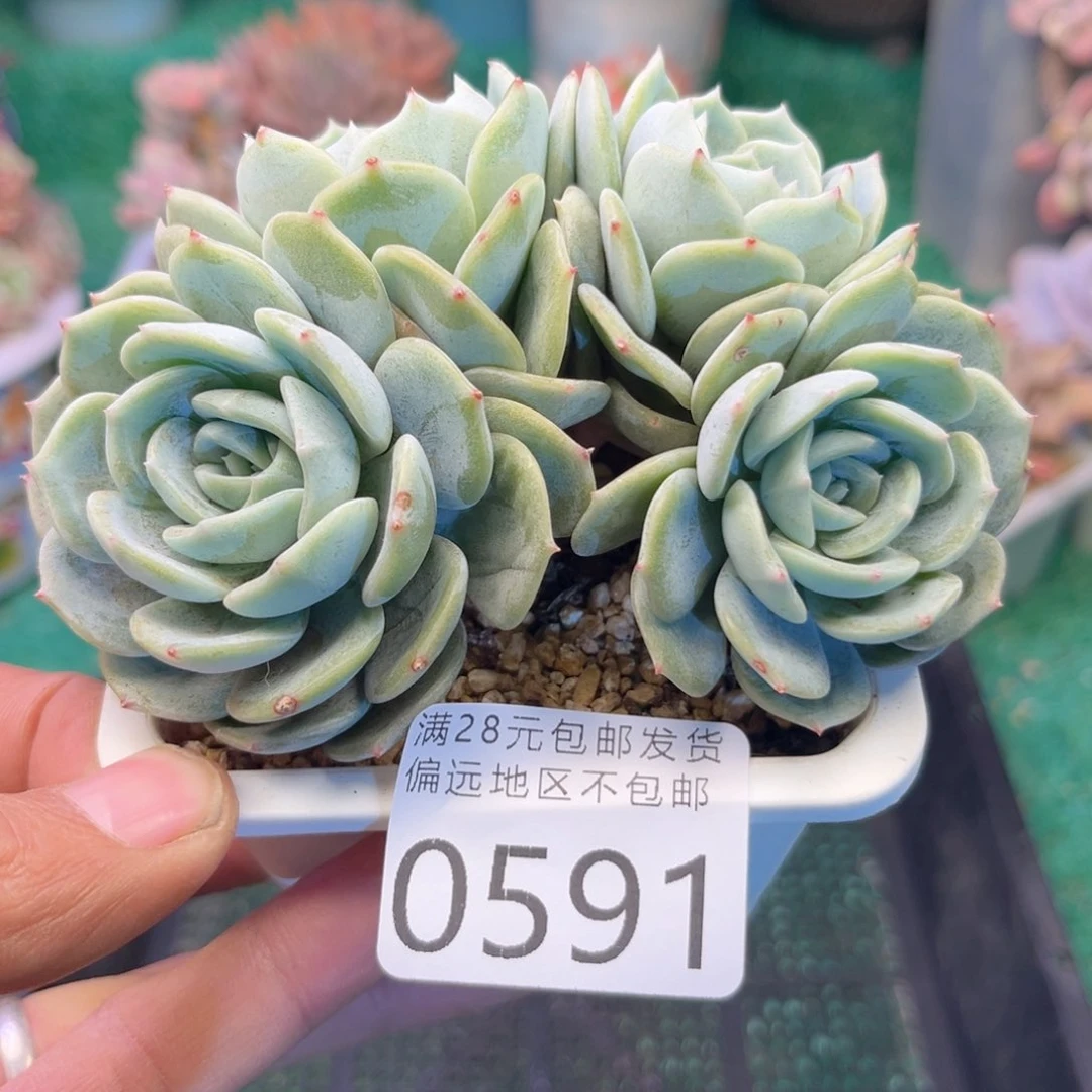 ?****?大0591h h j j j j j k k