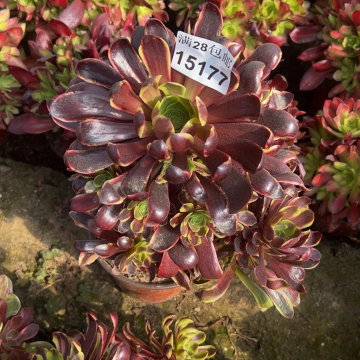 15177欧嘉莉多肉植物