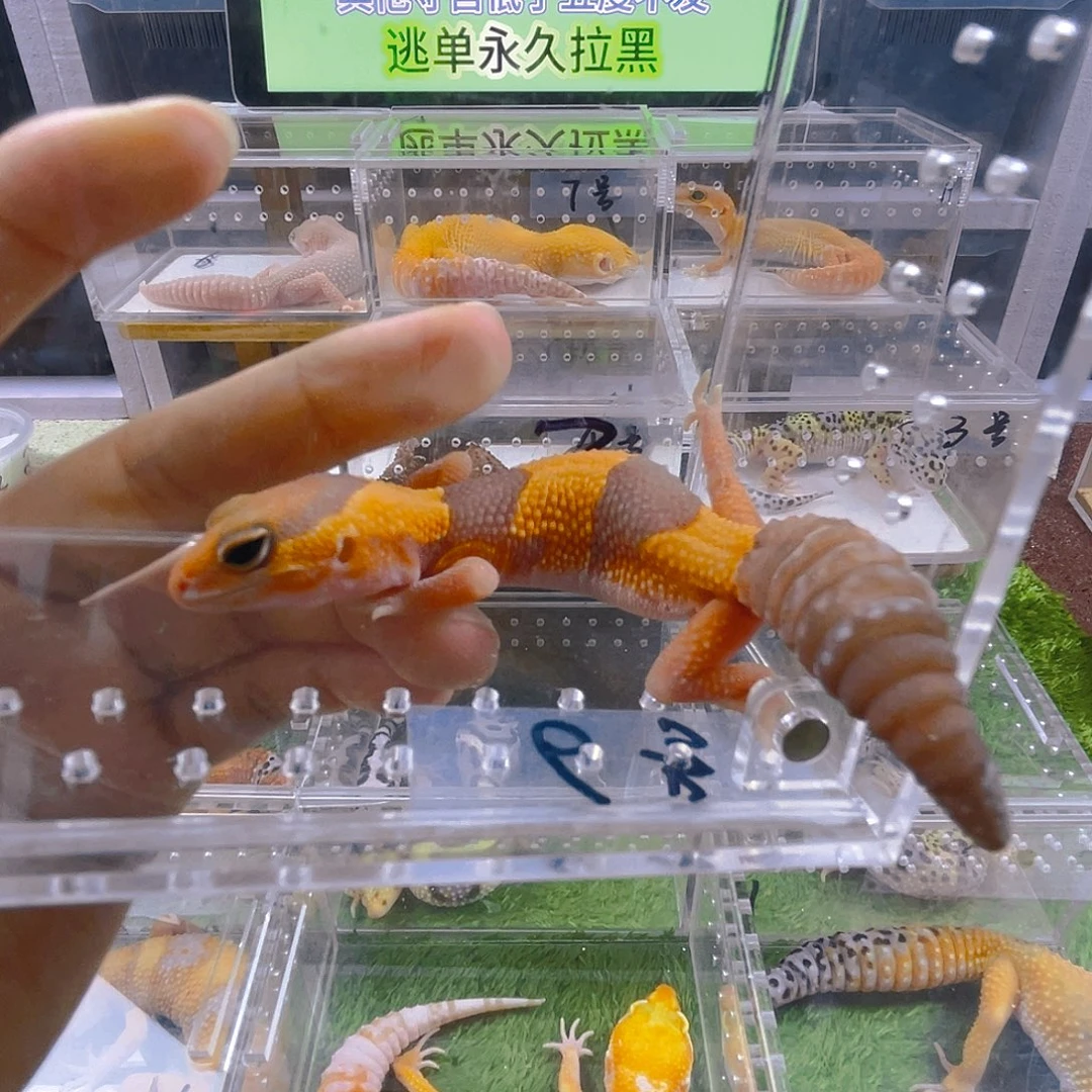 豹纹守宫守宫可爱好看喜欢迷人