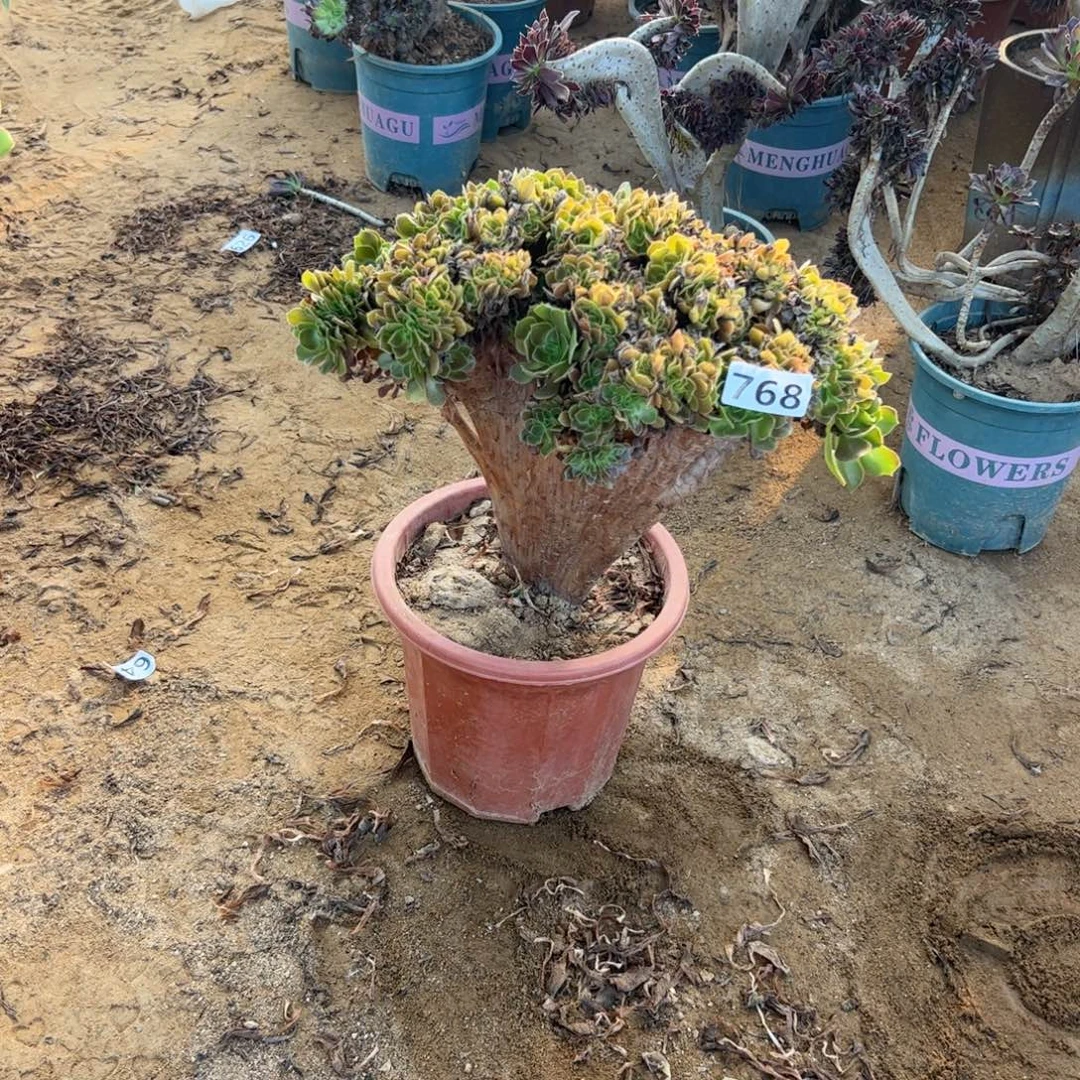 玫瑰缀768宽高30厘米