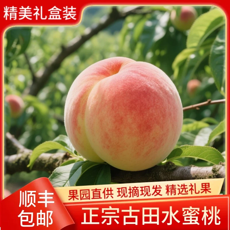 正宗古田白凤水蜜桃脆甜桃子孕妇当季新鲜水果现摘大果顺丰速发