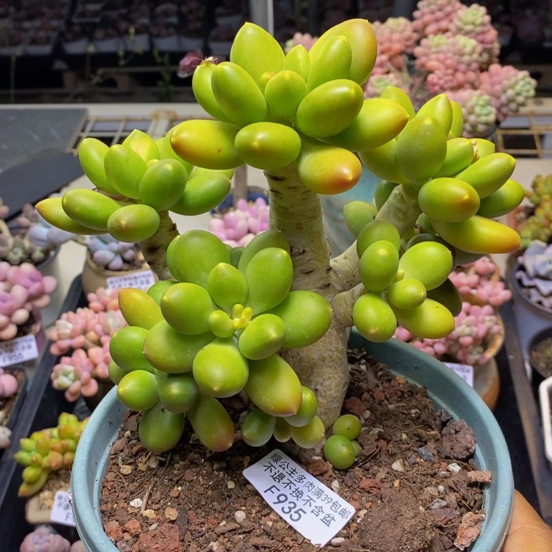 S***馨935金蟾芒果奶多肉17c m