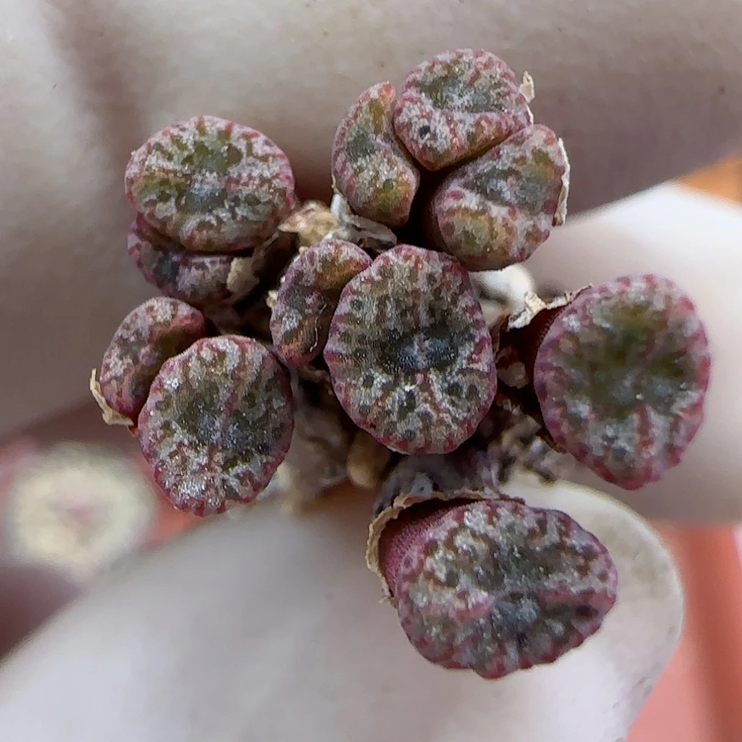 320红珊瑚小型种