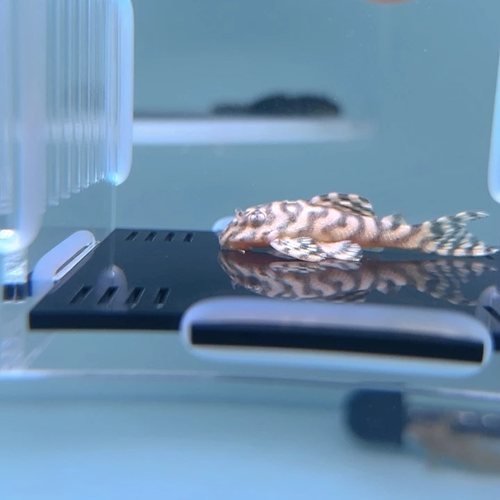 红***衫清道夫鱼14-094皇室一条