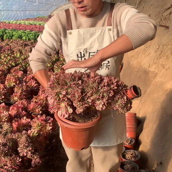 粉女巫缀化好看好养