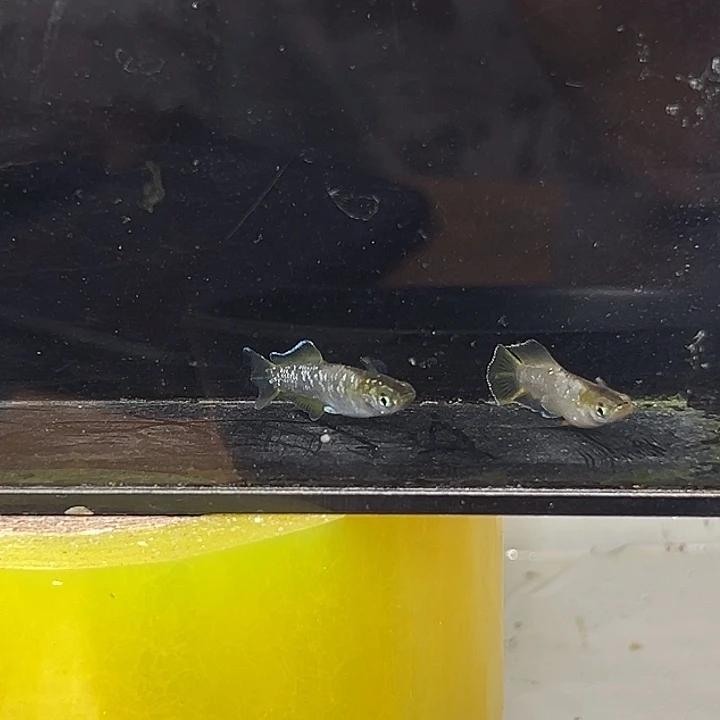 青鳉鱼光体宽鳍奶酪一组23