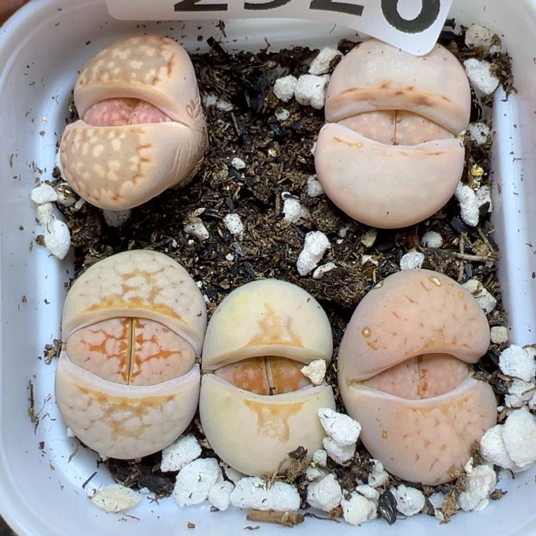 【闪购商品】2926…..