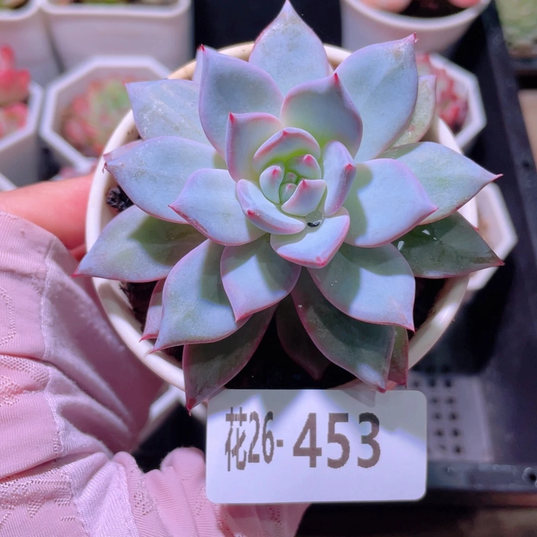 花利美26-453粉蓝鸟