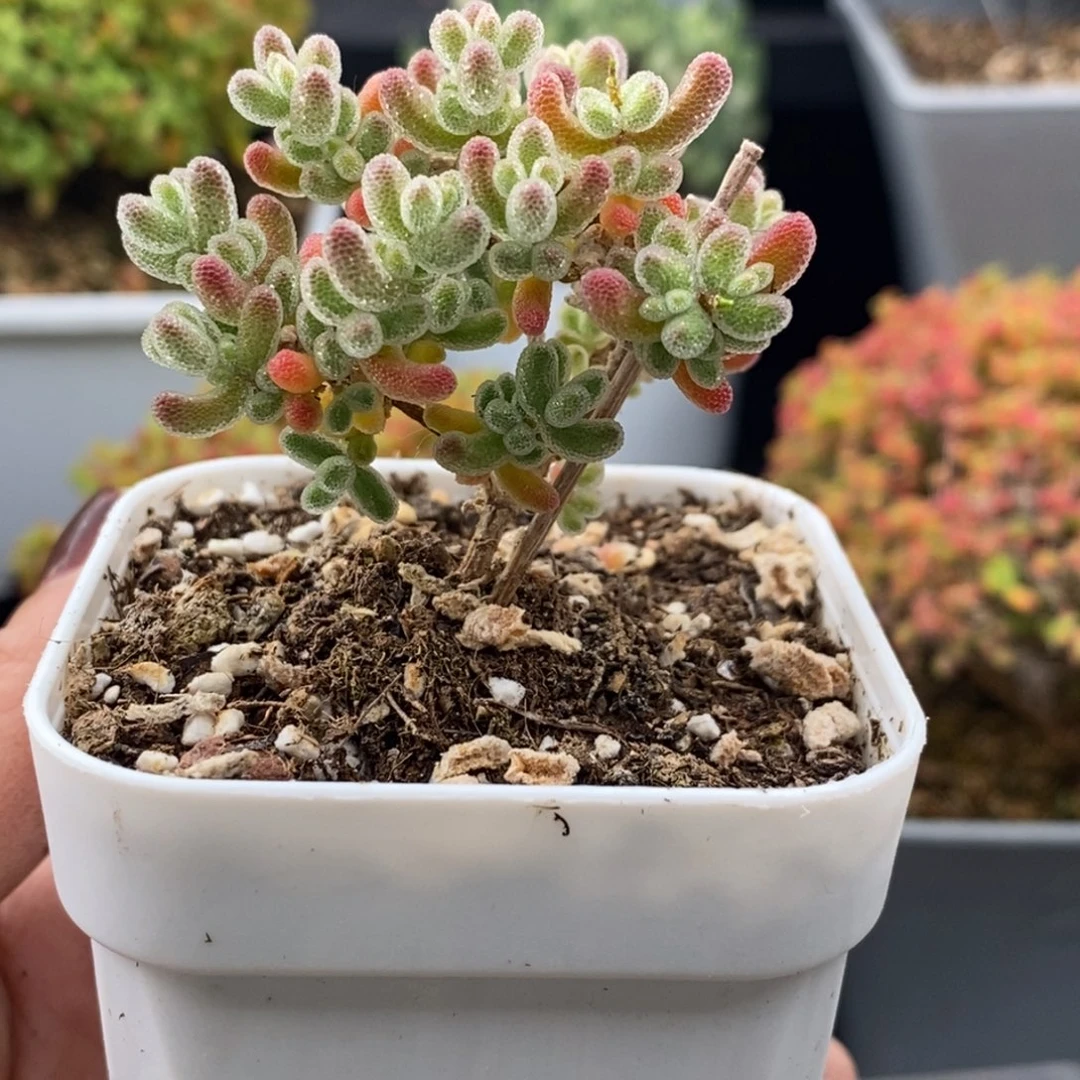 完全开放39号优选冰晶（6.5cm）