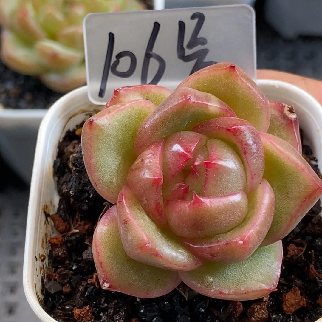 杂交个体哈哈哈哈哈