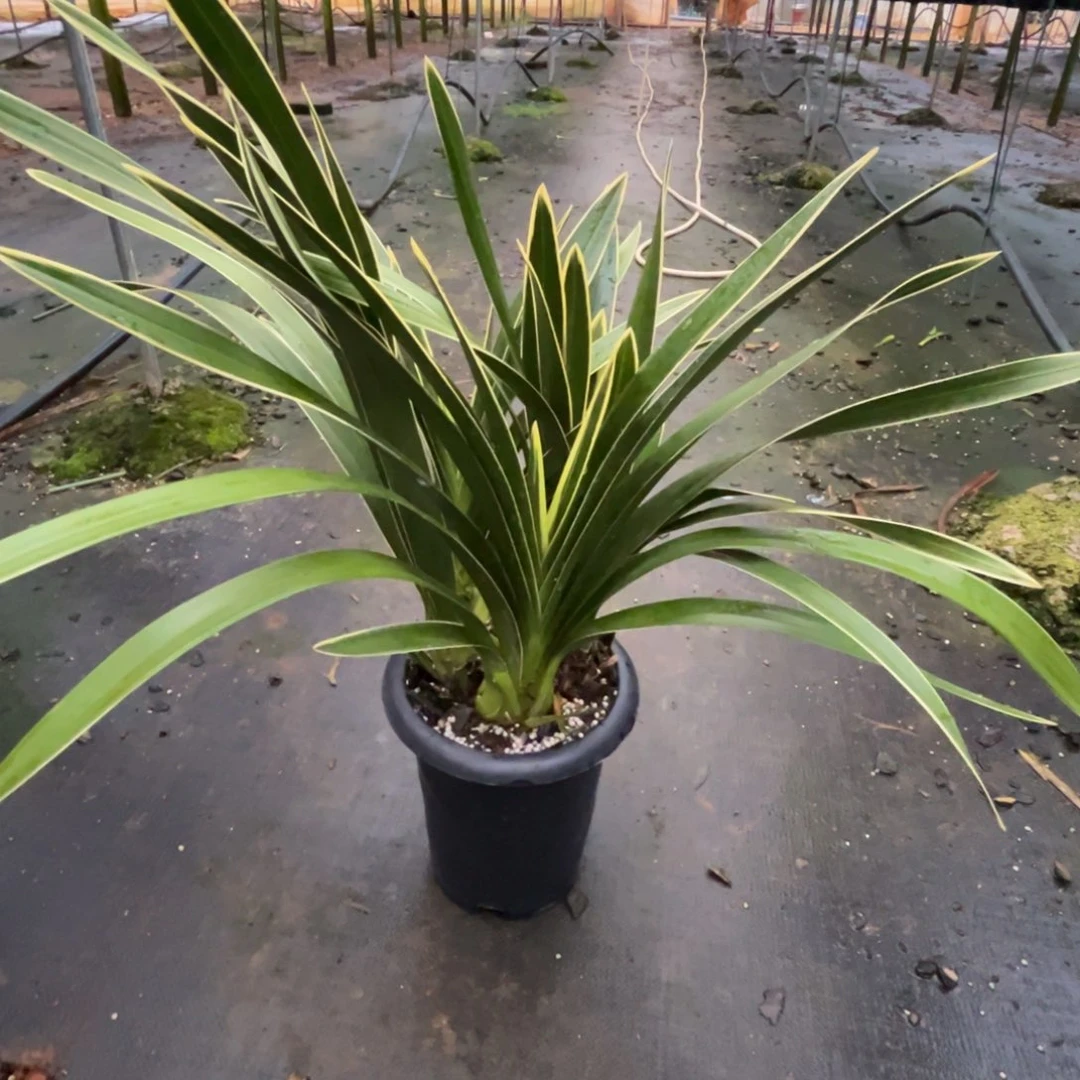 完全开放云南大花蕙兰基地直发金边福娘