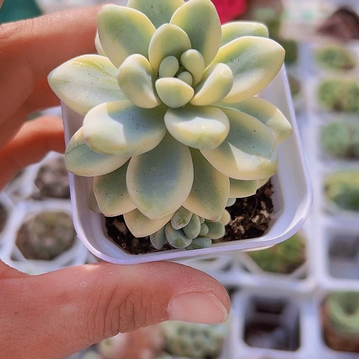 劳尔锦9.9包邮多肉