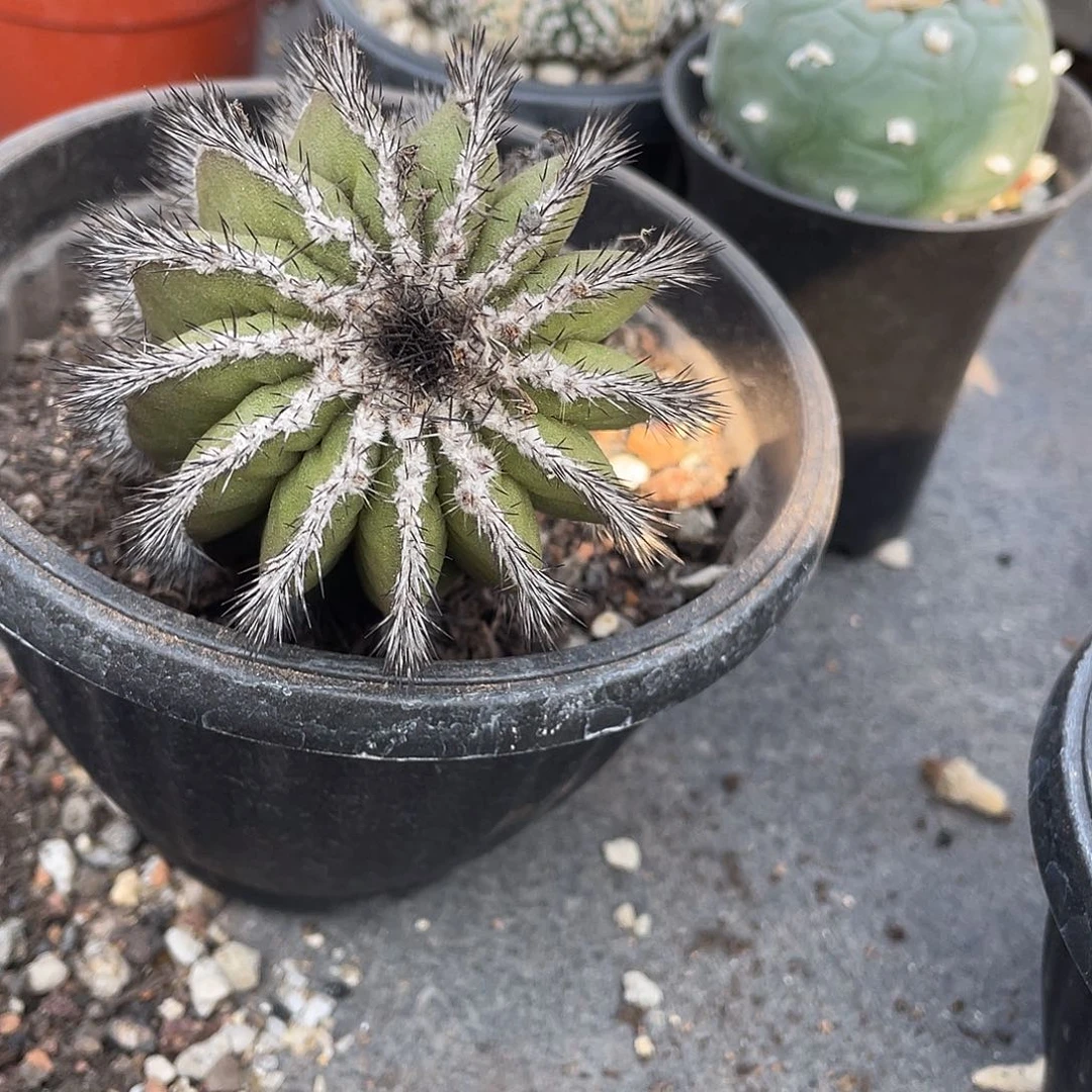 蛋****仙人球实生有优伯球