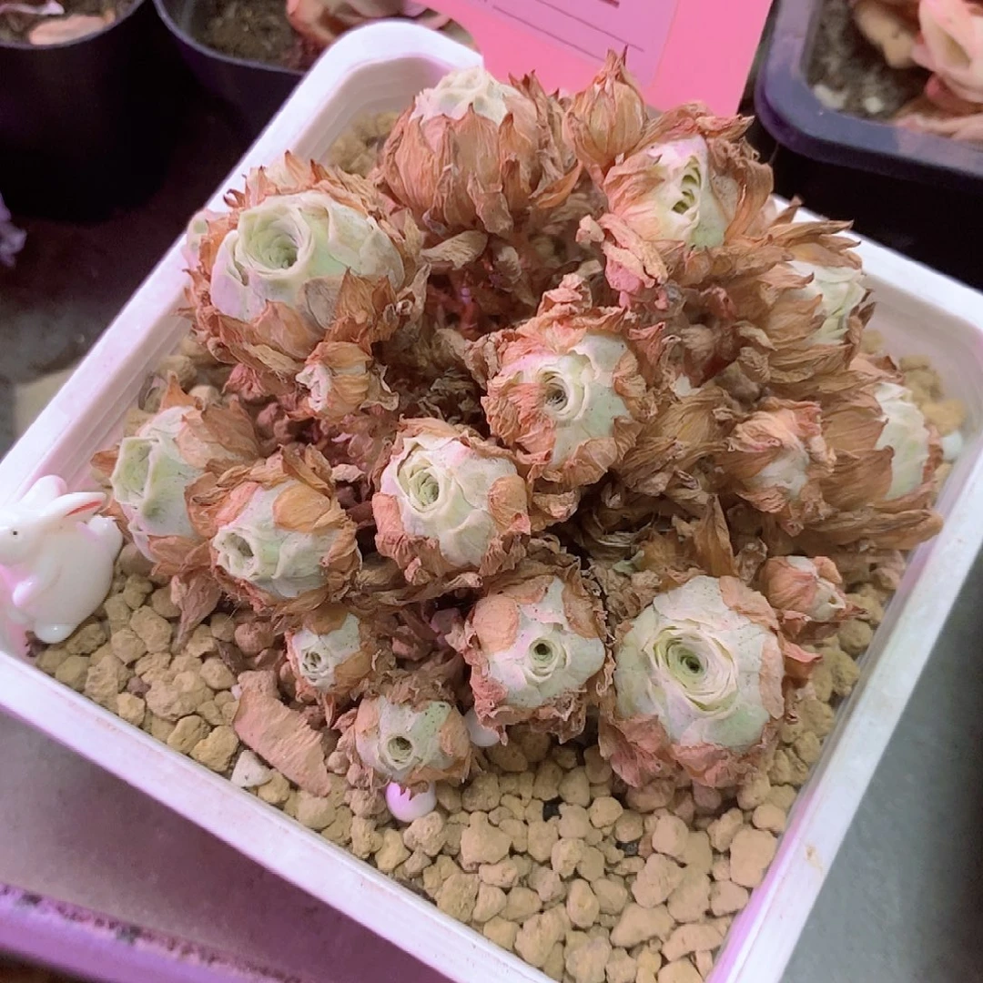 秋夕群一物一拍262