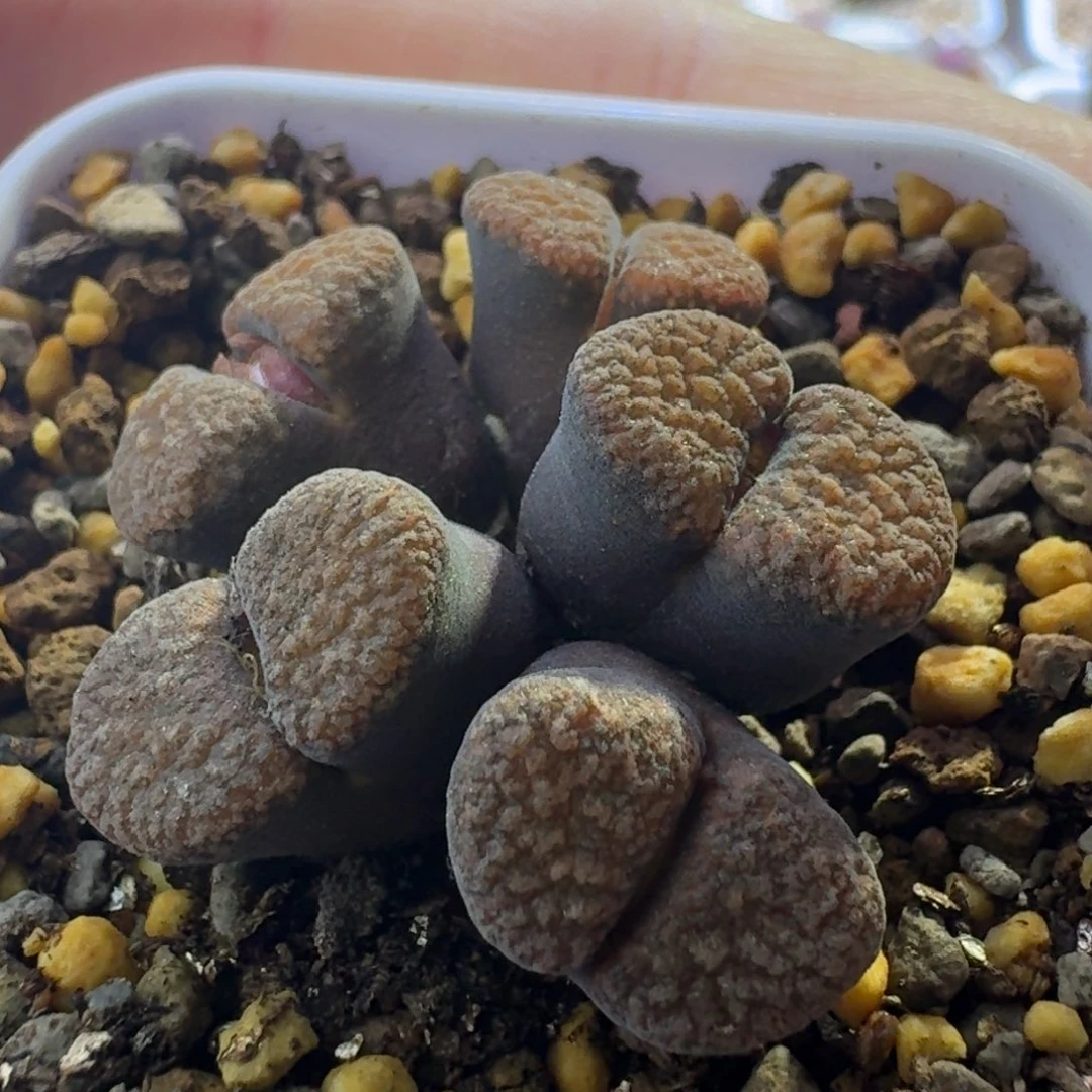 12号5头蛋糕群一物一拍