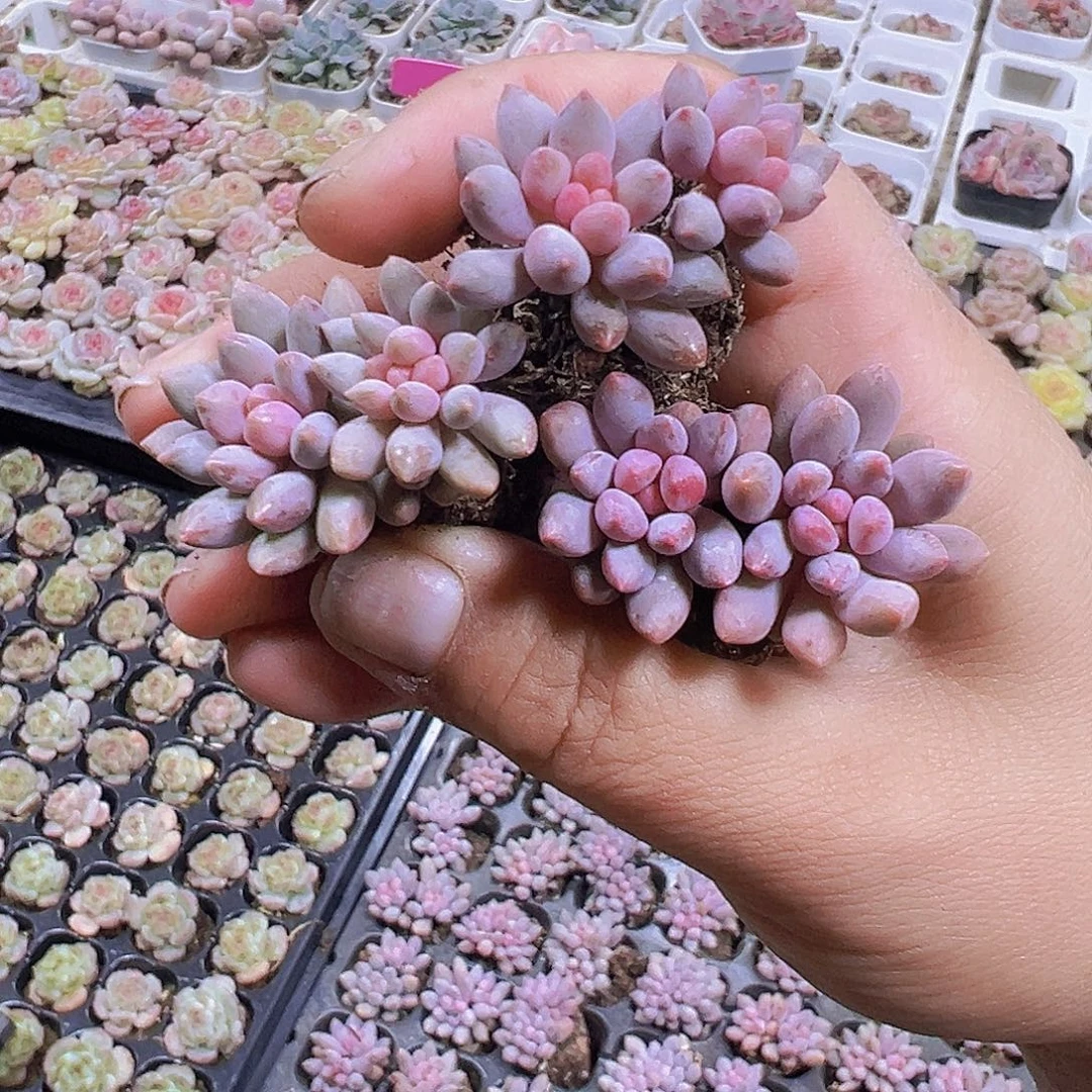 蓝舌香水苗3个19包邮