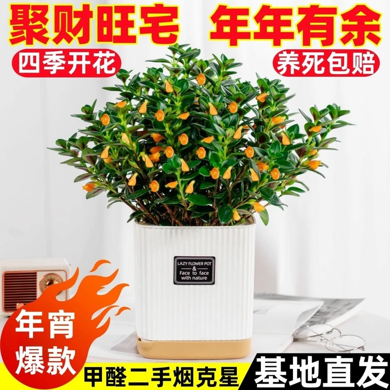 金鱼吊兰鱼花盆栽室内四季客厅开花好养阳台耐寒植物甲醛花卉好养