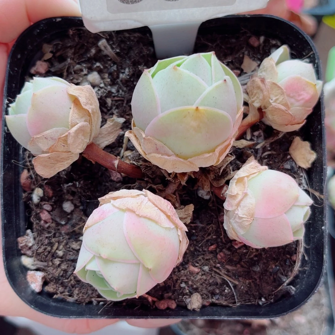 905 凤玥 一物一拍