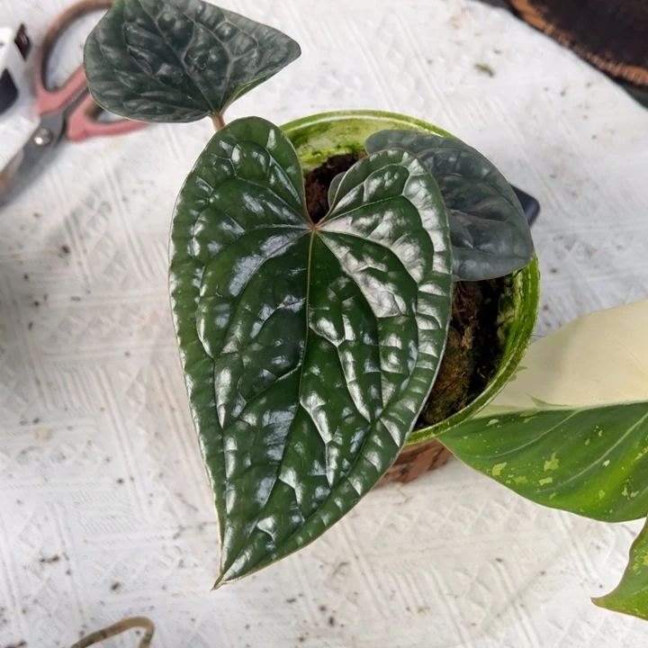 不开花植物黑奢侧芽