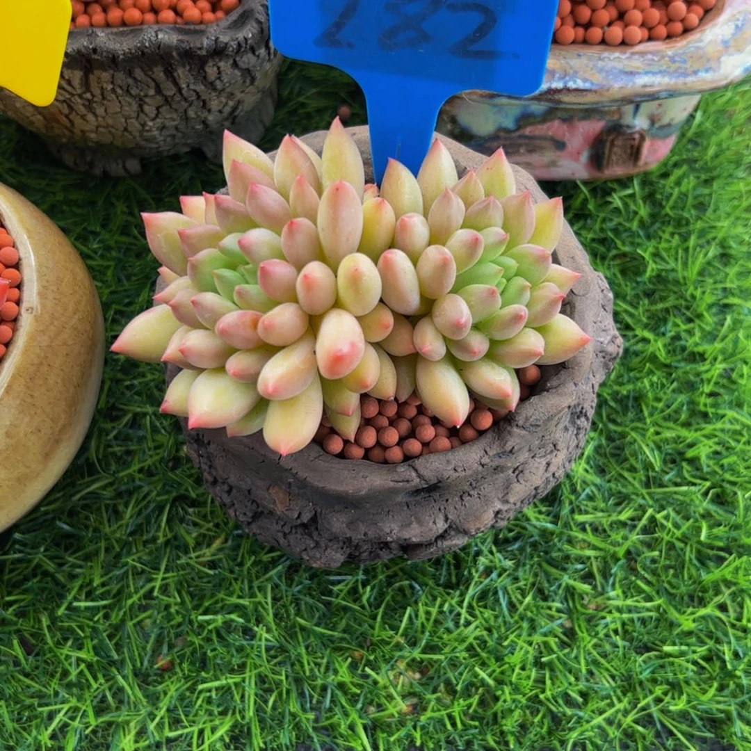 ****儿双头岩字多肉植物