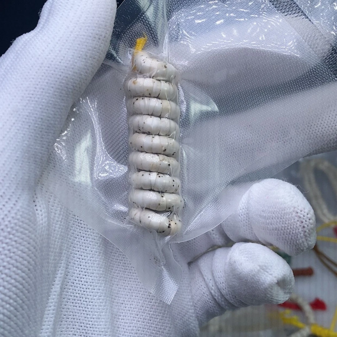 【闪购商品】星月菩提手串卡5原生态数星星大肠