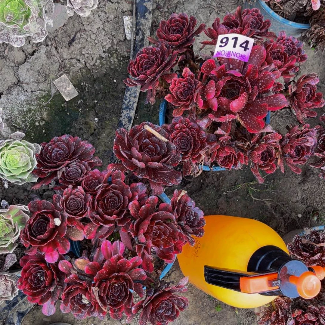 两颗赤兔法师5-16