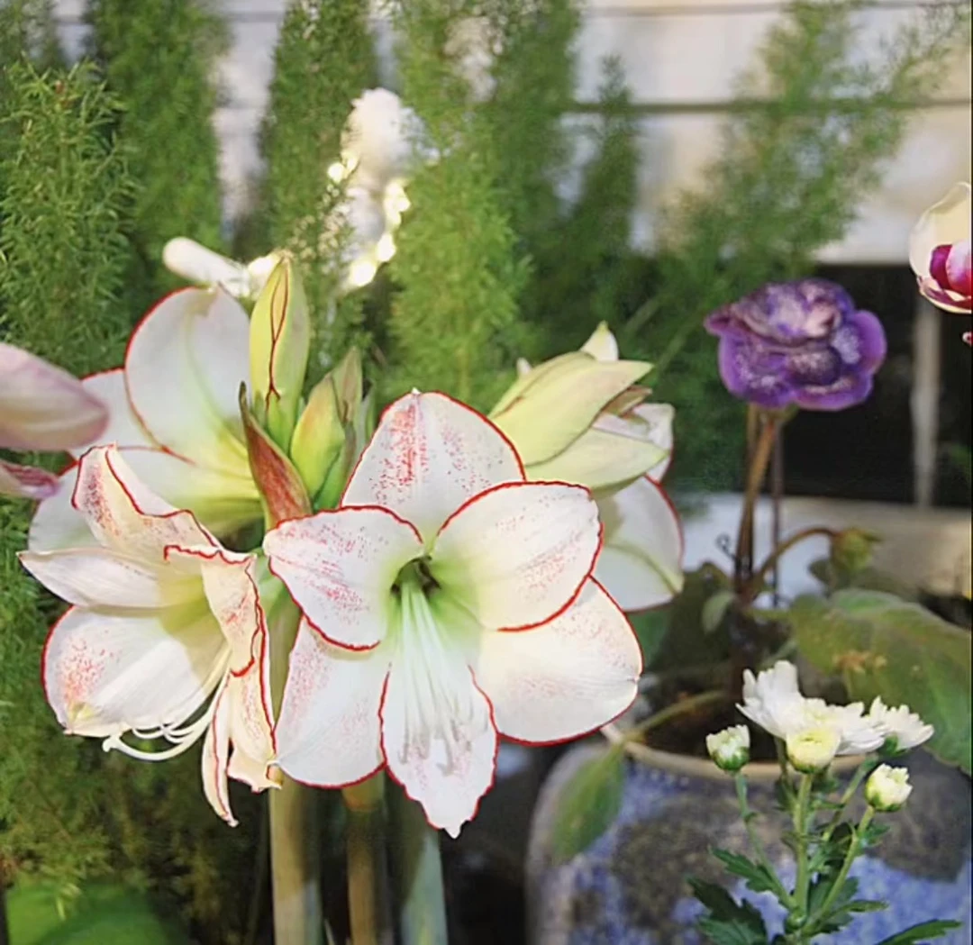 【毕加索】包对版朱顶红重瓣