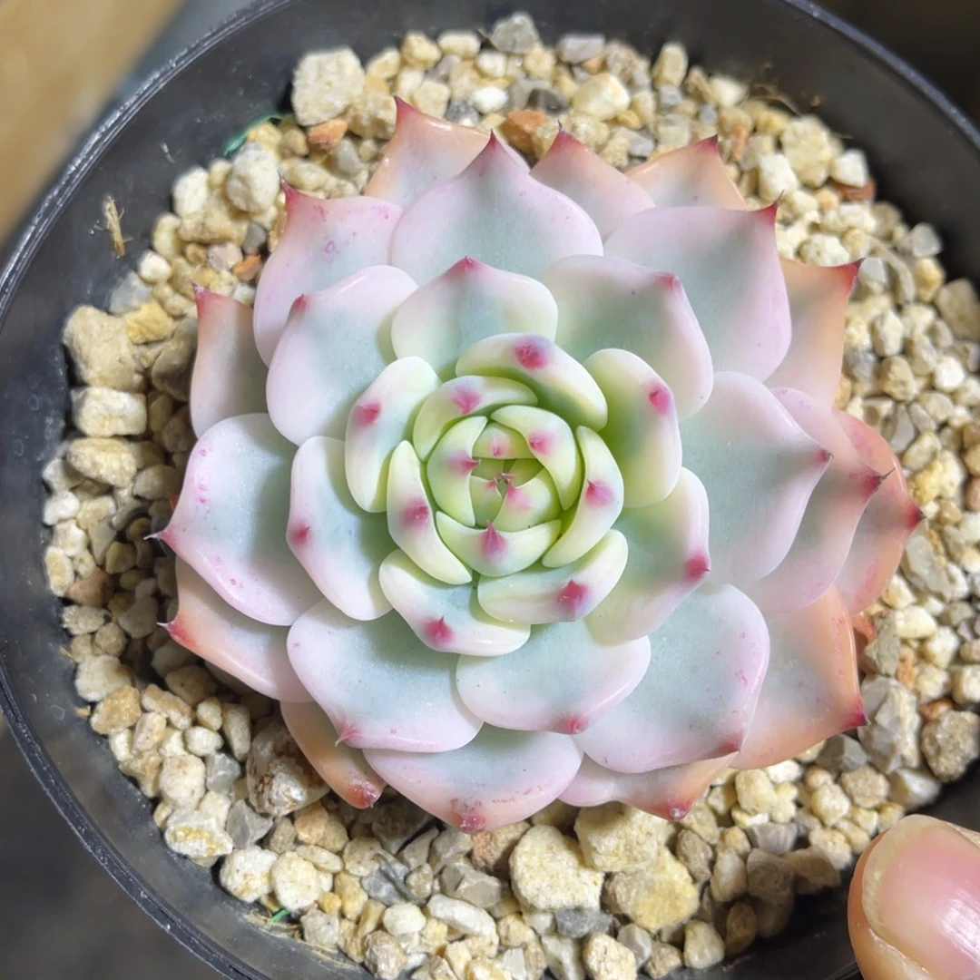 吉娃娃锦 一物一拍不支持退换