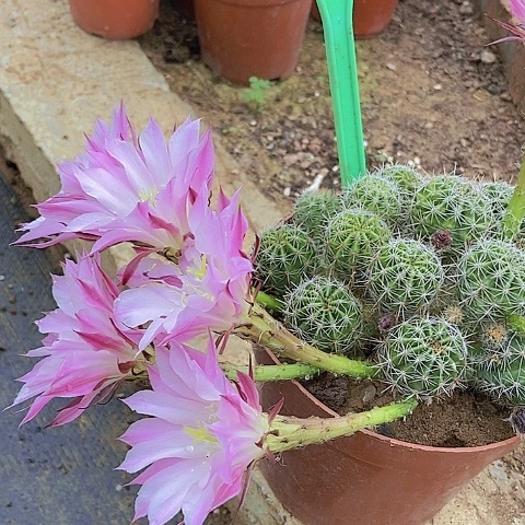 似***烟仙人掌彩草群A091