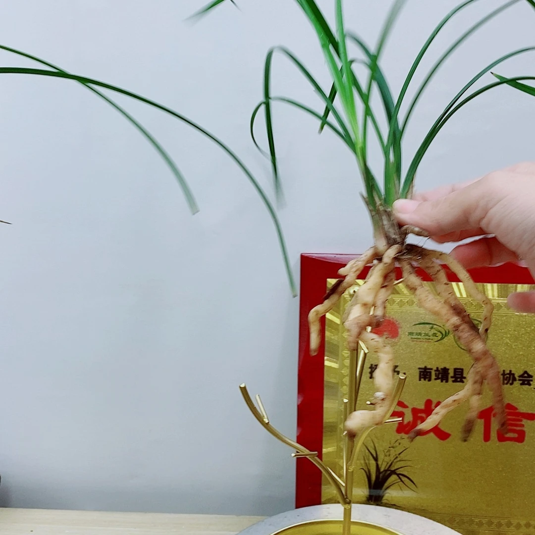 当前无花栽培后可以开花林