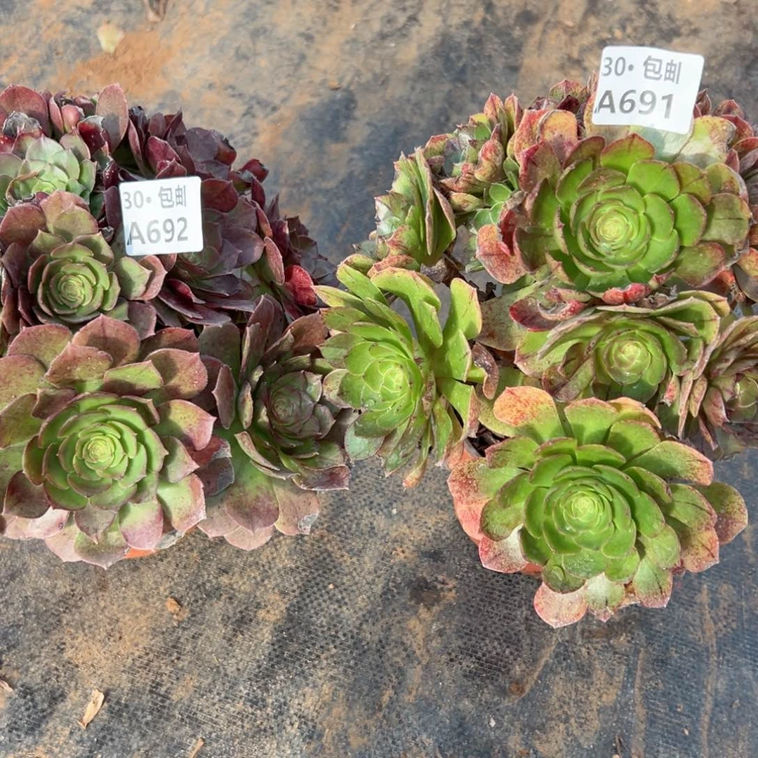 2颗多肉侧枝不包