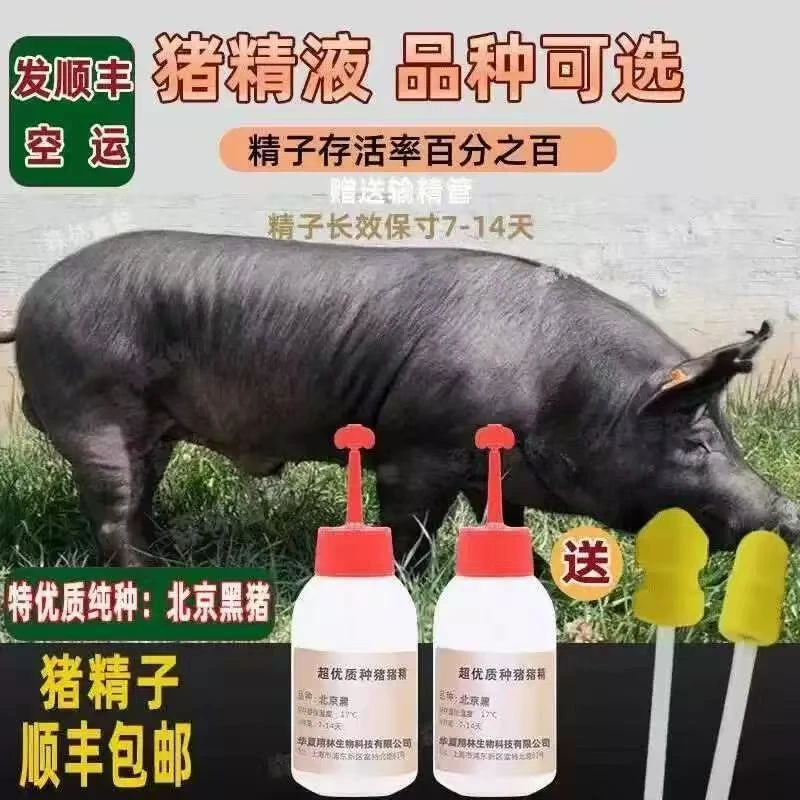 优质新美系国寿黑母猪精液猪用耗材