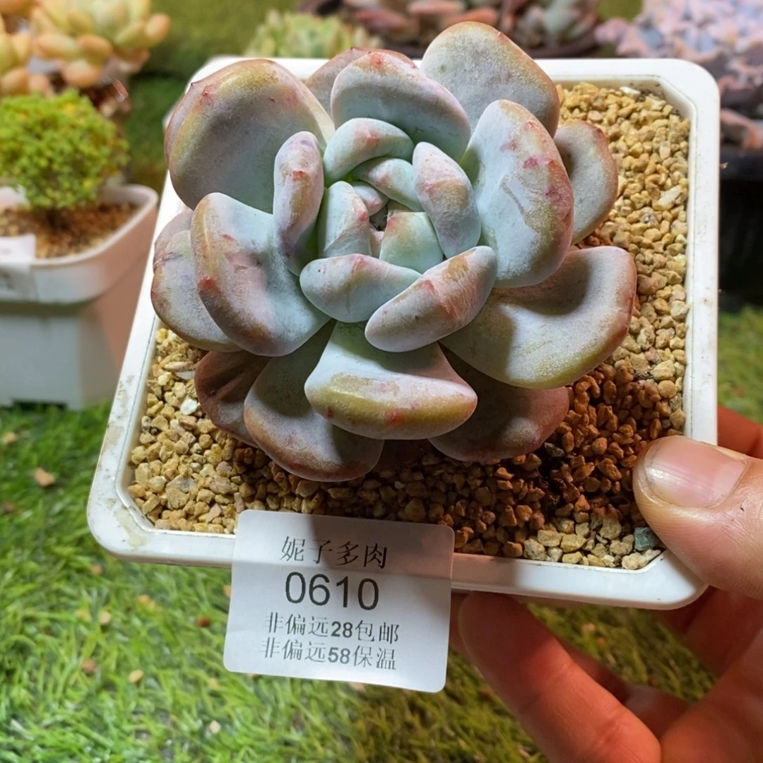 0610啊啊啊啊啊啊啊啊