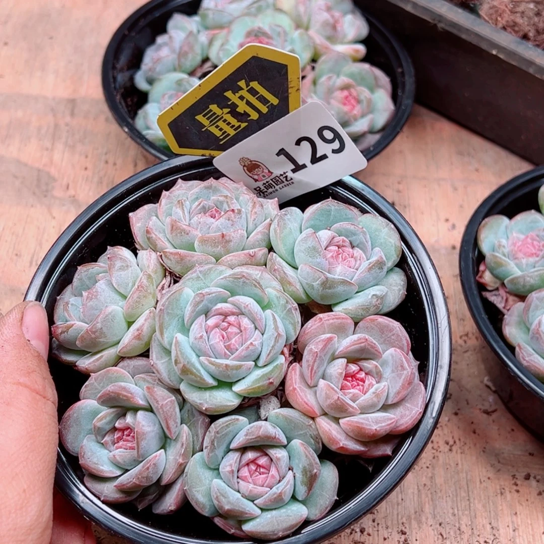 多肉植物多肉植物