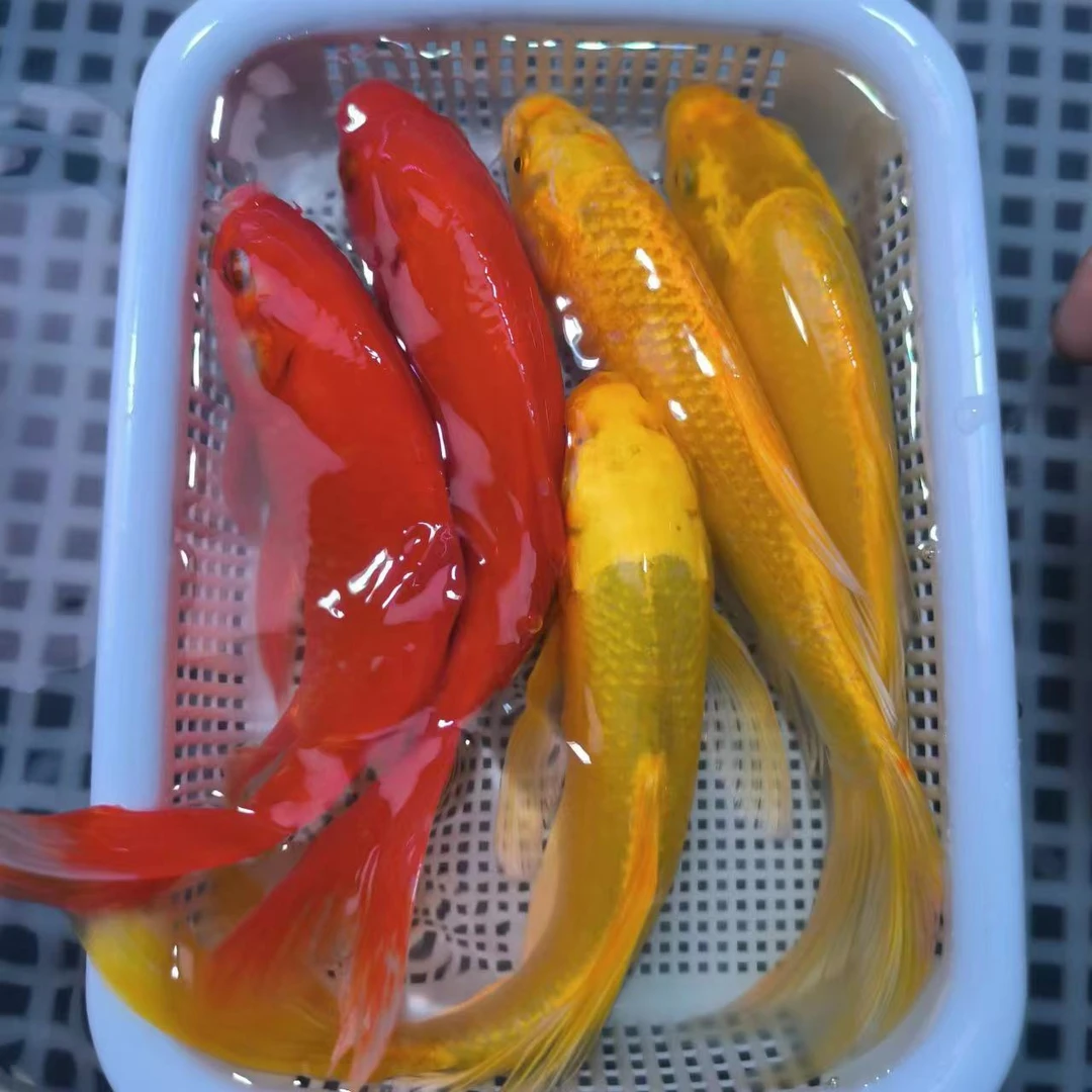 【 红+黄】10-13cm黄3+红草3 观赏鱼冷水鱼活体鱼皮实耐活萌宠好物