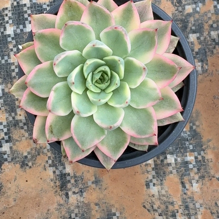 粉色贝拉一物一拍