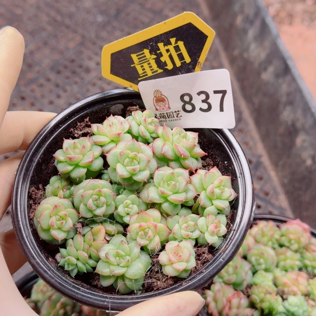 多肉植物多肉植物