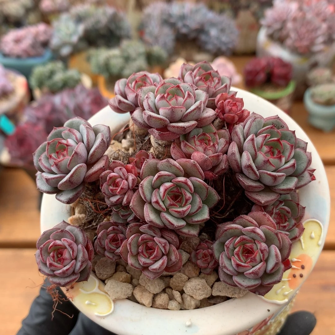 拿铁一物一拍 006