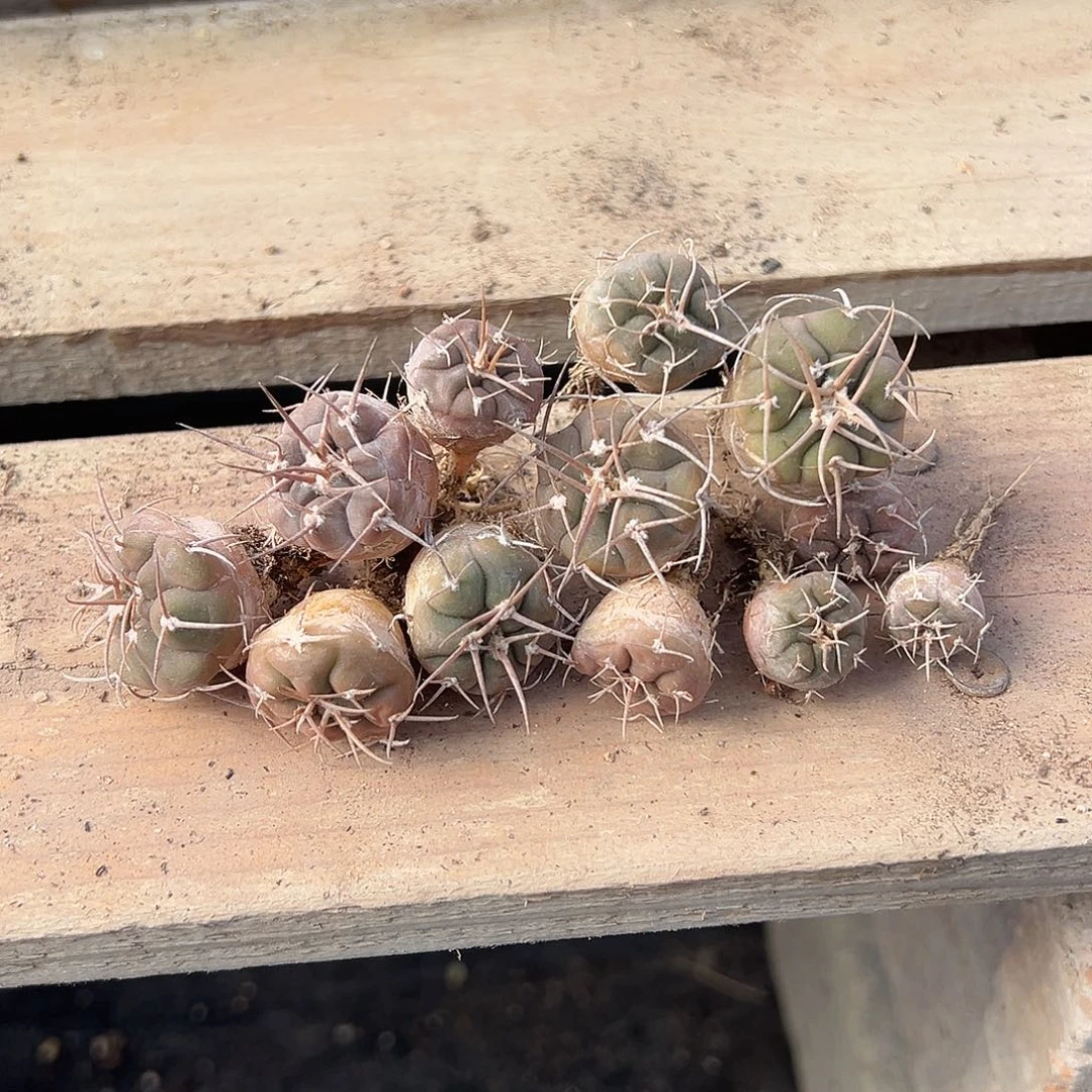 6798 一堆 12 颗实生摩天龙