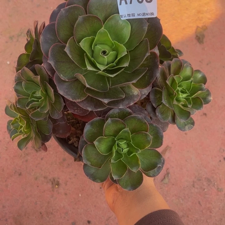 魅金多肉植物708.