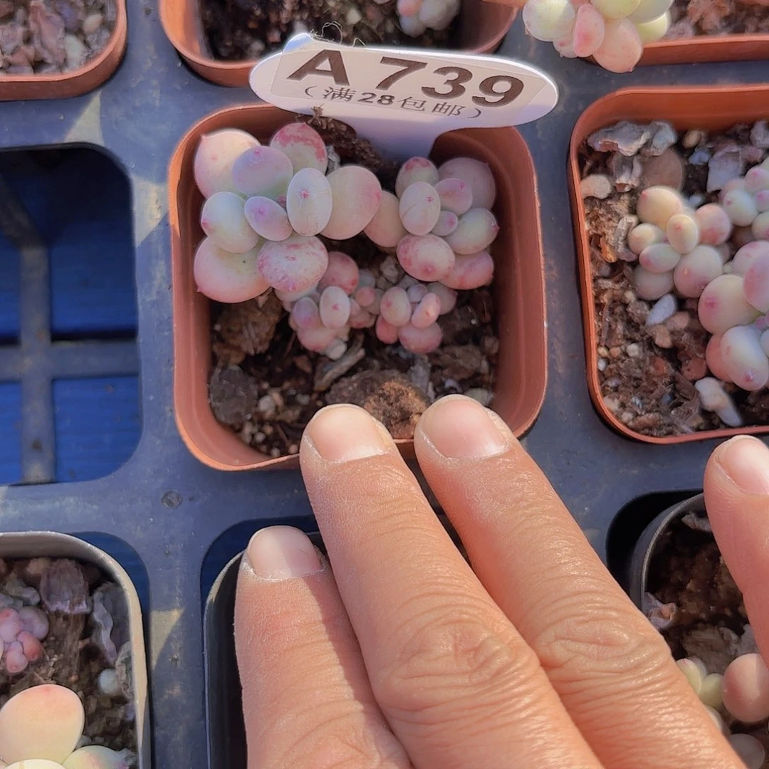 A739萤火虫一物一拍