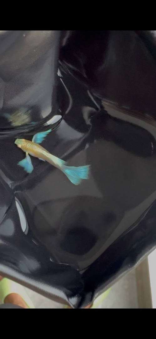 蓝白飞船种鱼(一公一母，已经拉尖)收到货两个小时发开箱视频报损