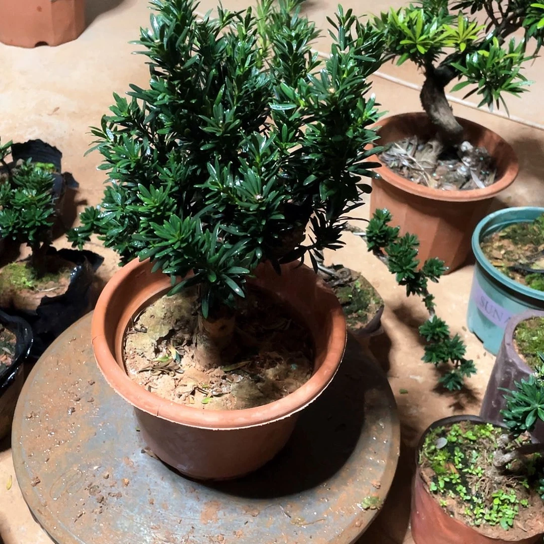 含***予无花朵罗汉松罗汉松230