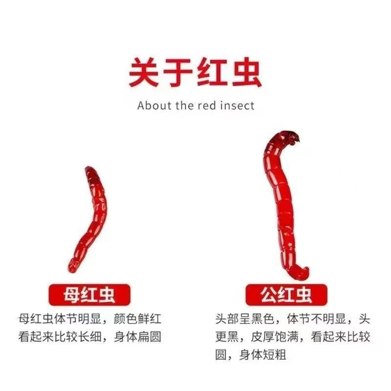 鲜活红虫活体拉饵挂钩饵料适用于野钓鲫鱼等多种场景