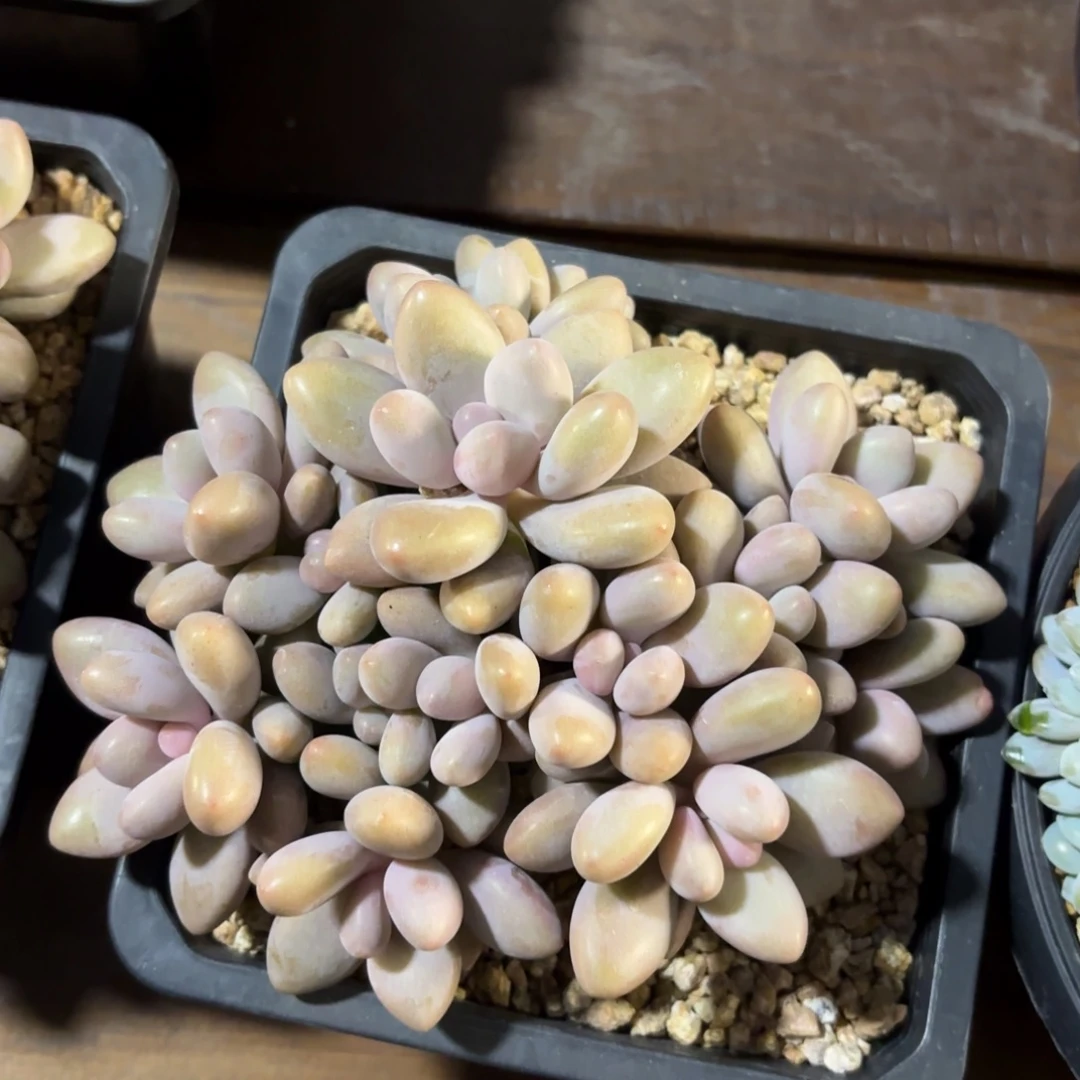 无花朵密多丽11111111