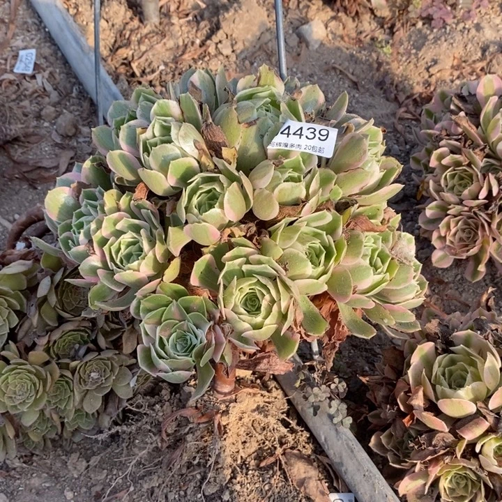 04439女妖多肉植物法师