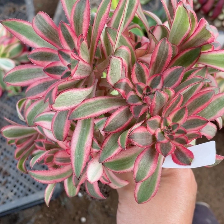 红**升44初恋魅影七彩多肉12345678