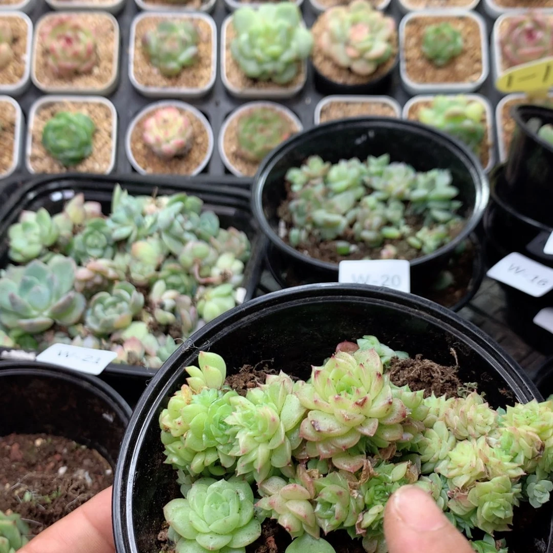 无花朵W22英语英语